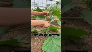 Eggplant Farming Techniques      Remove Side Branches #satisfying #short