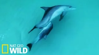 Allaitement d'un bébé dauphin - Le royaume des dauphins