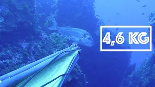 Pesca Sub: un'ORATA GIGANTE