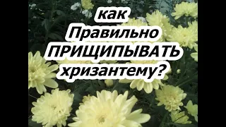 КАК ПРАВИЛЬНО ПРИЩИПНУТЬ ХРИЗАНТЕМУ?