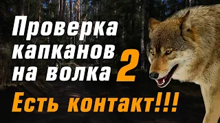 Проверка капканов на волка - Часть II. Подробно где и как установить капканы. Видео волк в капкане.