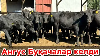 Россиядан Ангус Ауликол ва Герефорд Ёш буқачалар келди