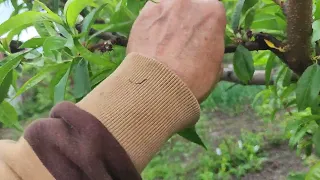 Персик: нормування врожаю