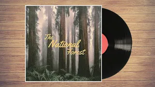 The National Forest - Just Knowing You