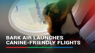 BARK Air launches canine-friendly flights | ABS-CBN News