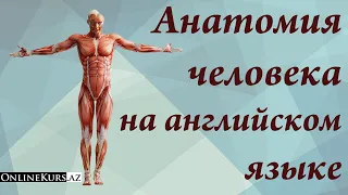 Анатомия человека на английском языке