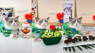 Cats Make Food 😻🍳 | That Little Puff Tiktok Compilation 2022 | Chef Cat Cooking 🔪#7