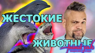 Самые жестокие и кровожадные животные