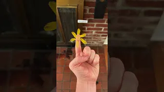 4 Finger-Counting Techniques  🌎✋