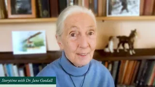 Giraffe Family read by Dr. Jane Goodall
