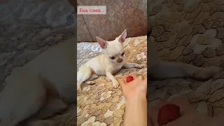 Надо много! #собака #chihuahua #dog #чихуахуа #чихуа #воспитаниесобаки #клубника