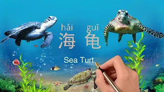 中文海洋动物 | 汉语海洋动物#5 海龟 | Sea Animals in Mandarin Chinese#5 Sea Turtle