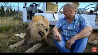 Львы встречают гостей Марсель шипит как змея!The lions welcome the guests!Marcel hisses like a snake