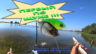 Прицепил этот воблер и тут началось ТАКОЕ !!! #pike #fish #рыбалка #щуканаспиннинг