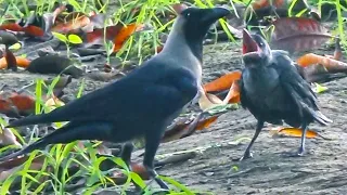 Mother Crow Fight For His Baby When Male Crow Beat Baby Crow Bird Falling From Nest Asking For Food