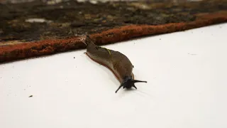 Snug As a Slug, In The Mouldy Rug | Satisfying ASMR Carpet Cleaning