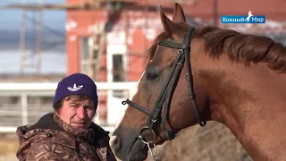 Рыжие  Гнедые  Вороные  Лошади СХП Новомарьевское