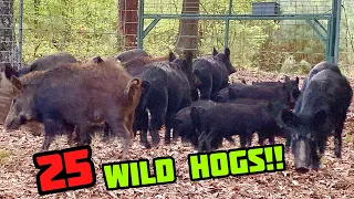 Trapping Wild Pigs in Louisiana.  25 at ONE TIME! (Catch and Cook) #hogs