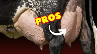 Raising Girolando Cattle: Pros and Cons