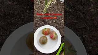 Томат гном Стринги в разрезе 🍅#shotrs