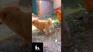 Cute Dog & The Chicken Playing Video # Shorts # Funny Video # SjZooTube