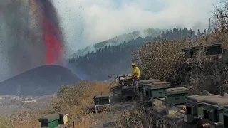 Abejas en peligro por el volcán de la Palma en Aquí la Tierra (TVE) (II)