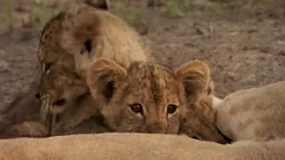 Monkey Hunters Baboons VS Lions Documentary   Real Wild