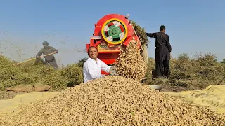 Peanut Harvesting 🥜 🥜 🥜 🥜