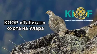 КООР «Табигат» охота на Улара