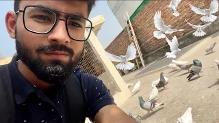 Amazed by seeing white pigeons|itne sare kabutar 🕊🔥