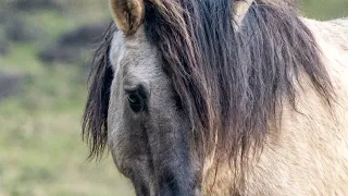 Wild & Free - Wild Horses - Wildlebende Pferde - Mustangs - Koniks - Giara