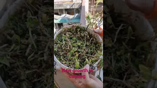 #how to cut dry leaves of turtle vine #indoorplants #gardeningtips #fyp /please subscribe my channel