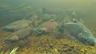 UNBELIEVABLE Under Water Salmon FISHING Footage!!