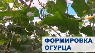 Формировка огурца. Решение недочетов. 2015 год