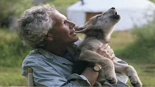Волчонок подарил счастье и избавил от страданий. Он сделал нечто удивительное