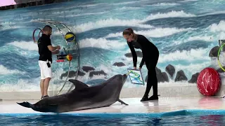 2022 Dubai Dolphinarium Dolphin show