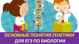 2. Основные понятия генетики для ЕГЭ по биологии