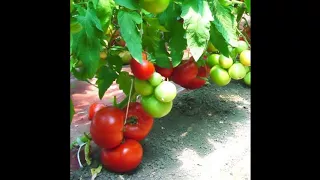 Велосити F1 домати на уникална цена семена от Enza zaden