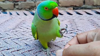 Romeo So Amazing Talking Parrot || A One Of The Unique New Member Of Talking Parrot Family