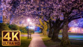 Cherry Blossom at The University Of Washington on a Rainy Day - Spring 2017 - Trailer