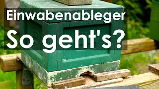 Jungimker! Bienen-Einwabenableger am selben Stand? So geht's? Nein, bitte nicht!