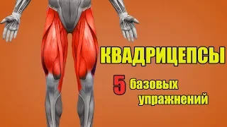 МЫШЦЫ НОГ. КВАДРИЦЕПСЫ. 5 БАЗОВЫХ УПРАЖНЕНИЙ