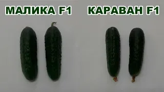 МАЛИКА F1 и КАРАВАН F1 - Высокий урожай огурцов! (06-09-2018)