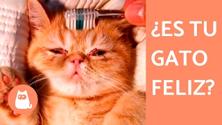 10 señales de que tu gato te quiere - Videos de gatos adorables