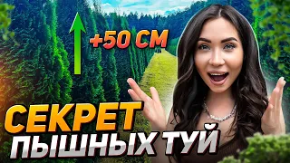 😮💥ЛУЧШИЙ МЕТОД для пышной туи, о котором мало кто знает