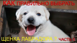 🐕📝🐾 Как правильно выбрать щенка лабрадора? ЧАСТЬ 5