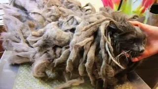 Cat Neglected For Years Finally Gets A Haircut That Uncovers His Real Identity