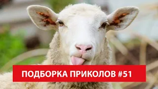 Овца на Качелях - Юмор до Слез - Подборка Приколов #51