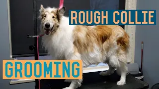 Rough Collie Groom with Trimming and Deshed Treatment/Undercoat Removal - Dog Grooming