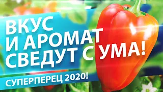 КАКОЙ ПЕРЕЦ ПОСЕЯТЬ НА РАССАДУ В 2020?